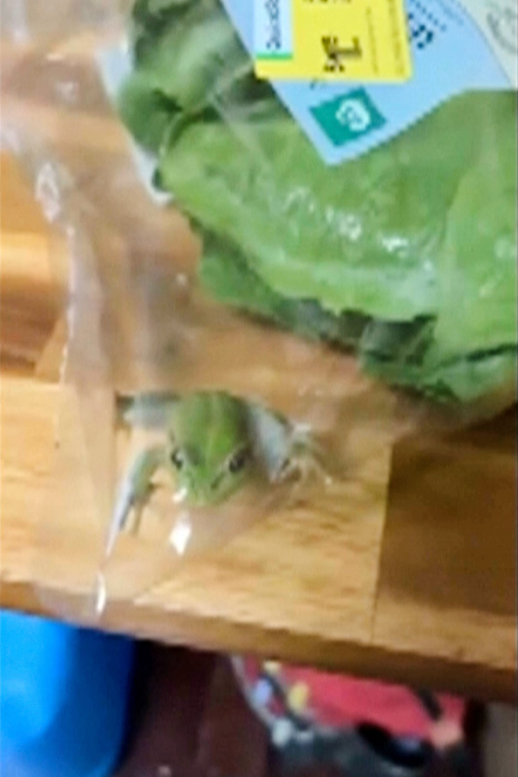 Lettuce introduce you to the live frog found in this grocery store salad bag