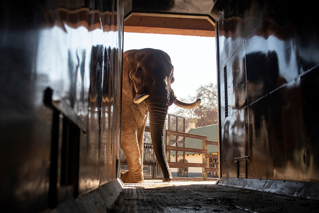 Animal welfare groups say 3 South African zoo elephants are depressed and sue to move them
