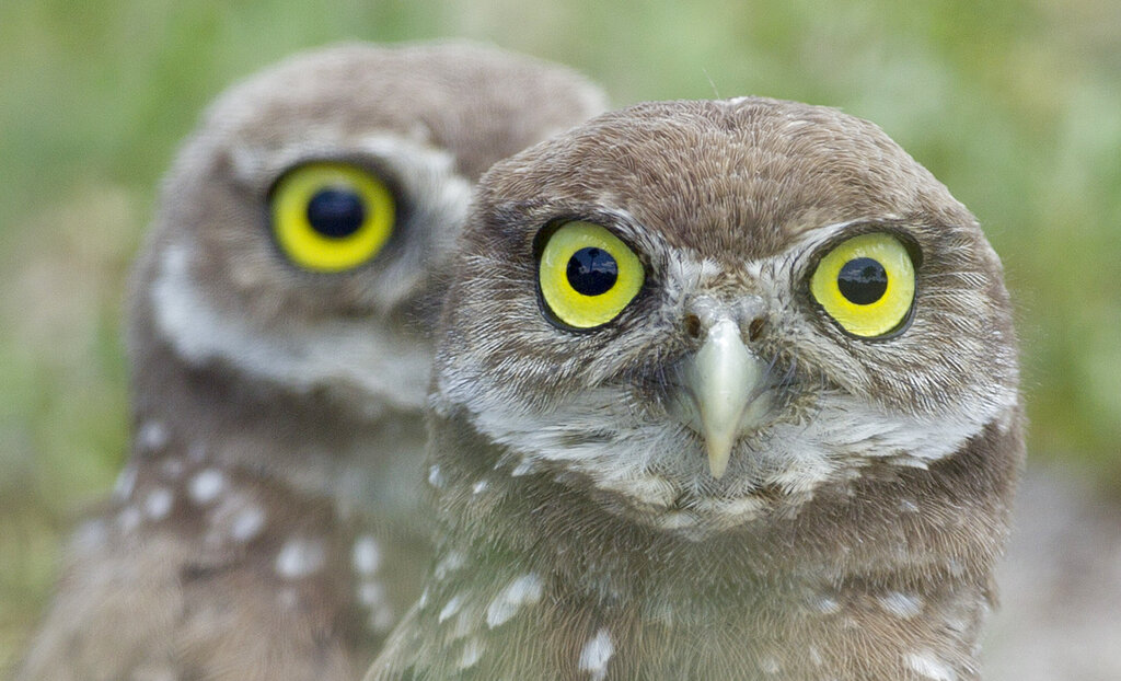 SENTINEL MUSE:  ‘Parliament of Owls’ promised to be a real hoot on Colfax