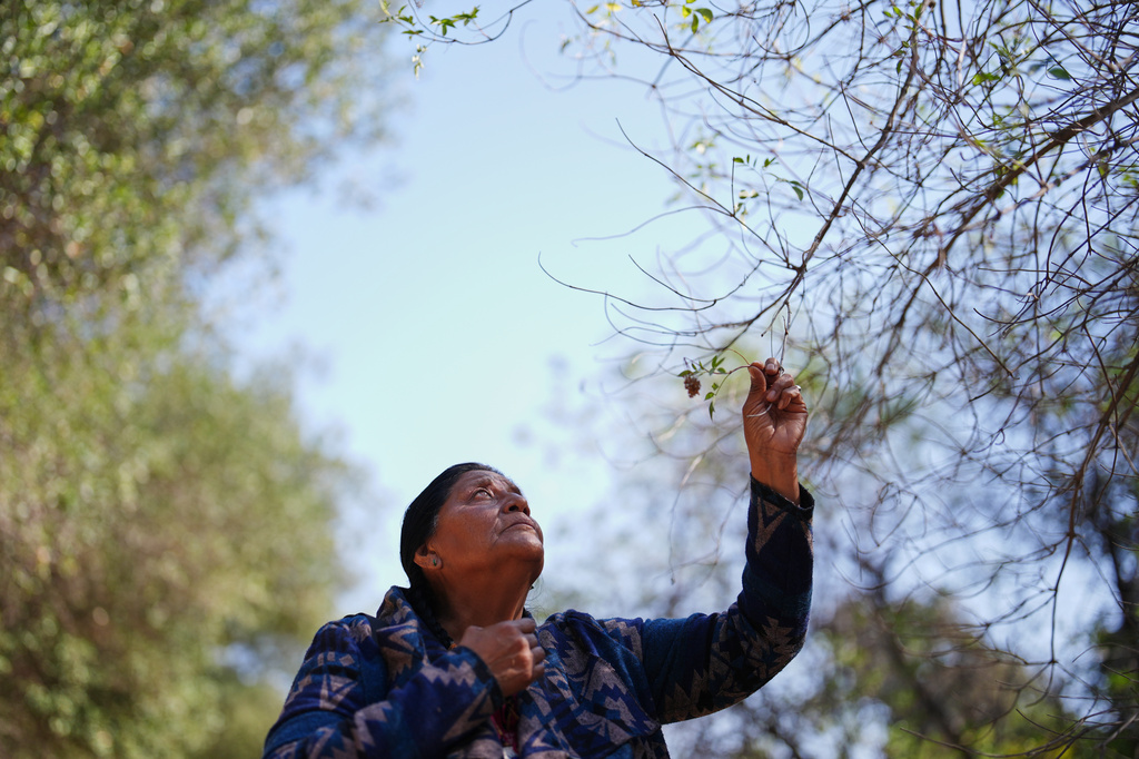 US-Mexico border wall construction is desecrating sacred sites, Indigenous leaders say