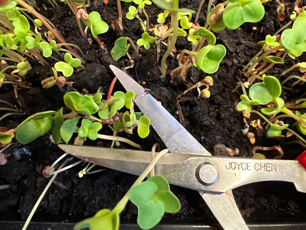 Microgardening means getting a surprisingly big harvest from a windowsill or balcony garden