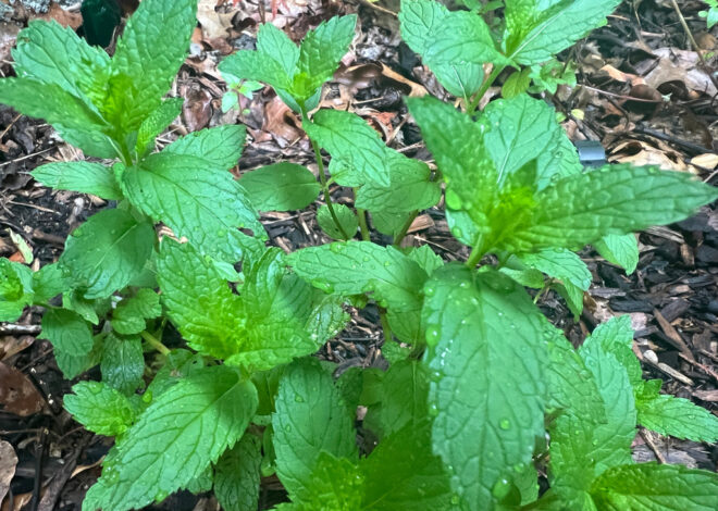 For a soothing cup of herbal tea, here’s how to grow and prepare your own herbs