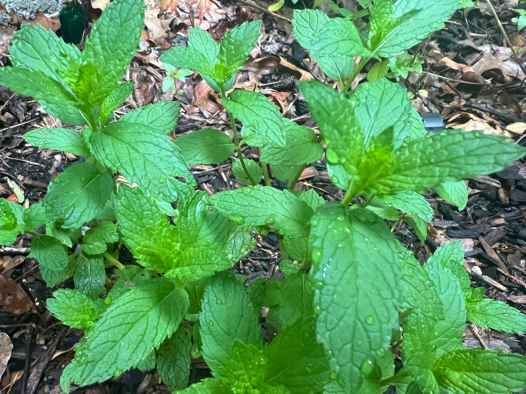 For a soothing cup of herbal tea, here’s how to grow and prepare your own herbs