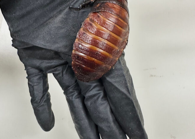 Australian cockroach kingpin caught with 100,000 illegal insects in record bug bust