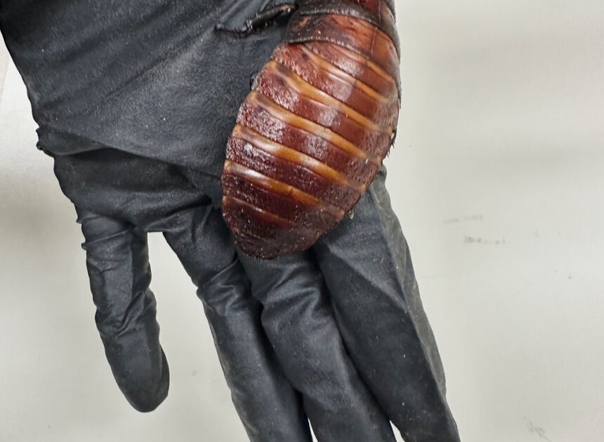 Australian cockroach kingpin caught with 100,000 illegal insects in record bug bust