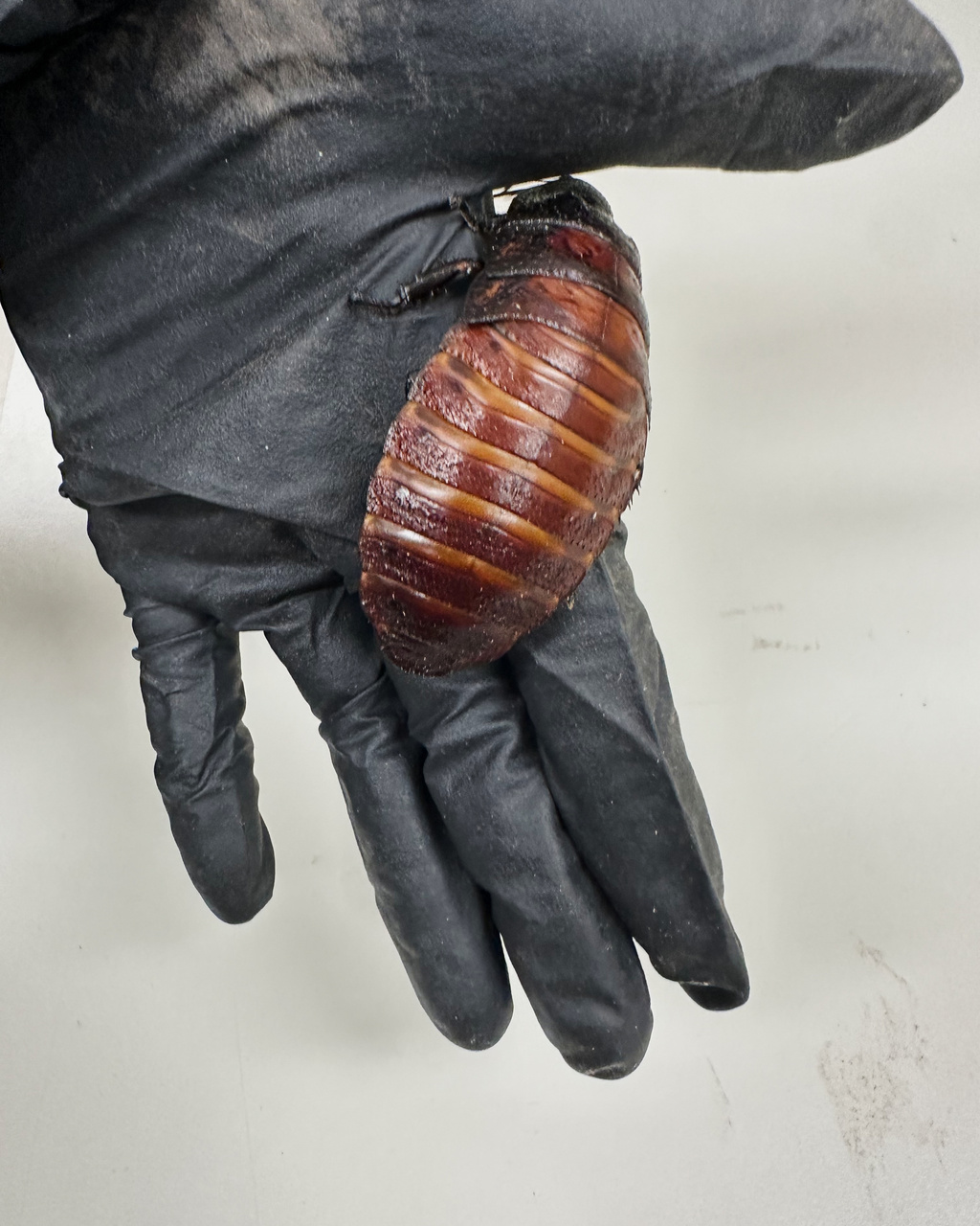 Australian cockroach kingpin caught with 100,000 illegal insects in record bug bust