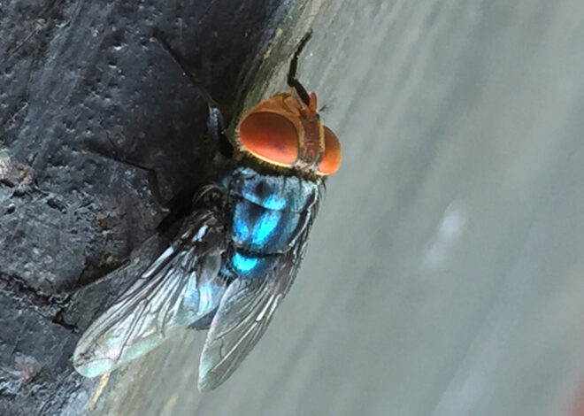 What to know about the New World screwworm fly and its reappearance in the US