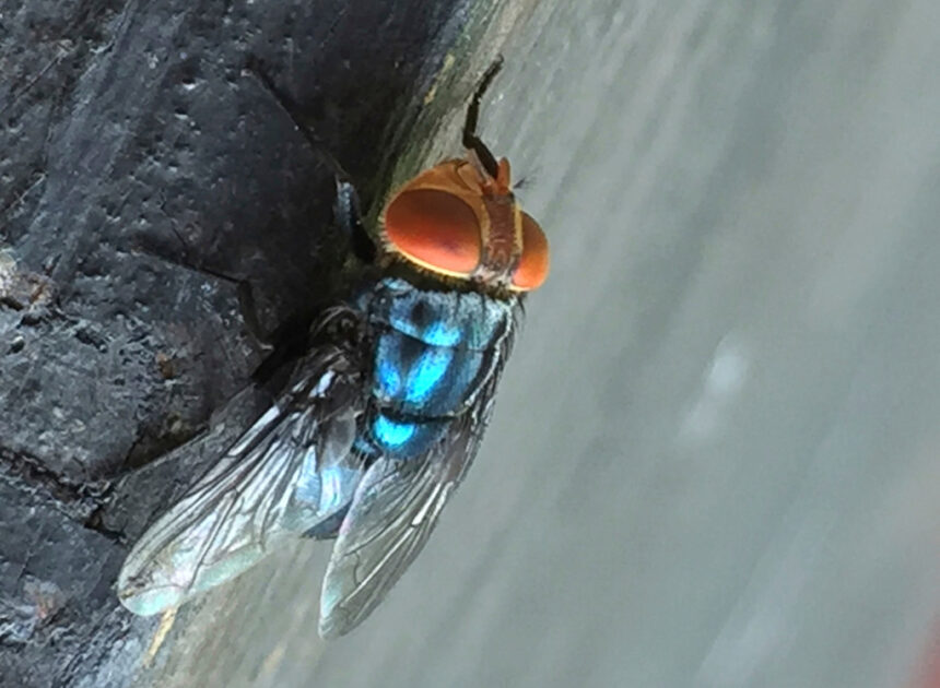 What to know about the New World screwworm fly and its reappearance in the US