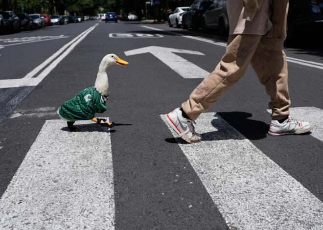 Meet Merlin the duck, a Mexico City streetside regular turned World Cup mascot