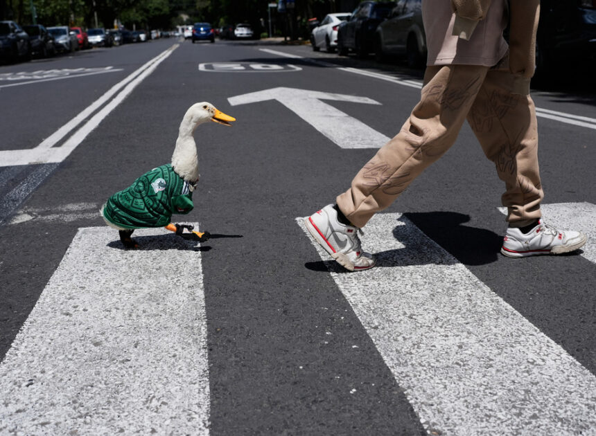 Meet Merlin the duck, a Mexico City streetside regular turned World Cup mascot