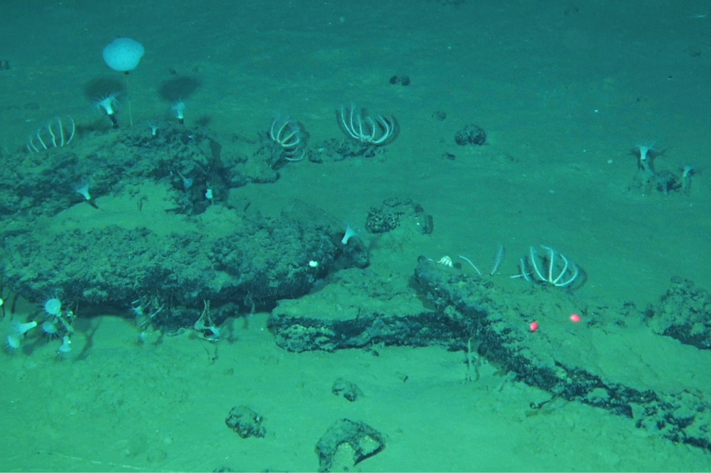 An ancient whale graveyard in the Indian Ocean teems with life