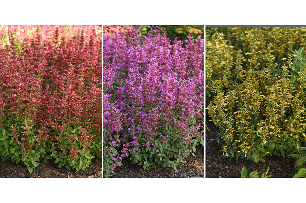 The AP’s gardening expert has a list of 10 top-performing new plants for this season