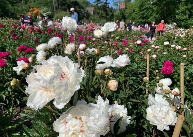 Tens of thousands are making annual peony pilgrimage to University of Michigan’s garden
