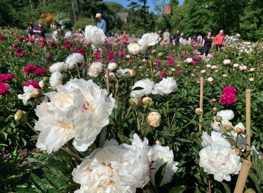 Tens of thousands are making annual peony pilgrimage to University of Michigan’s garden
