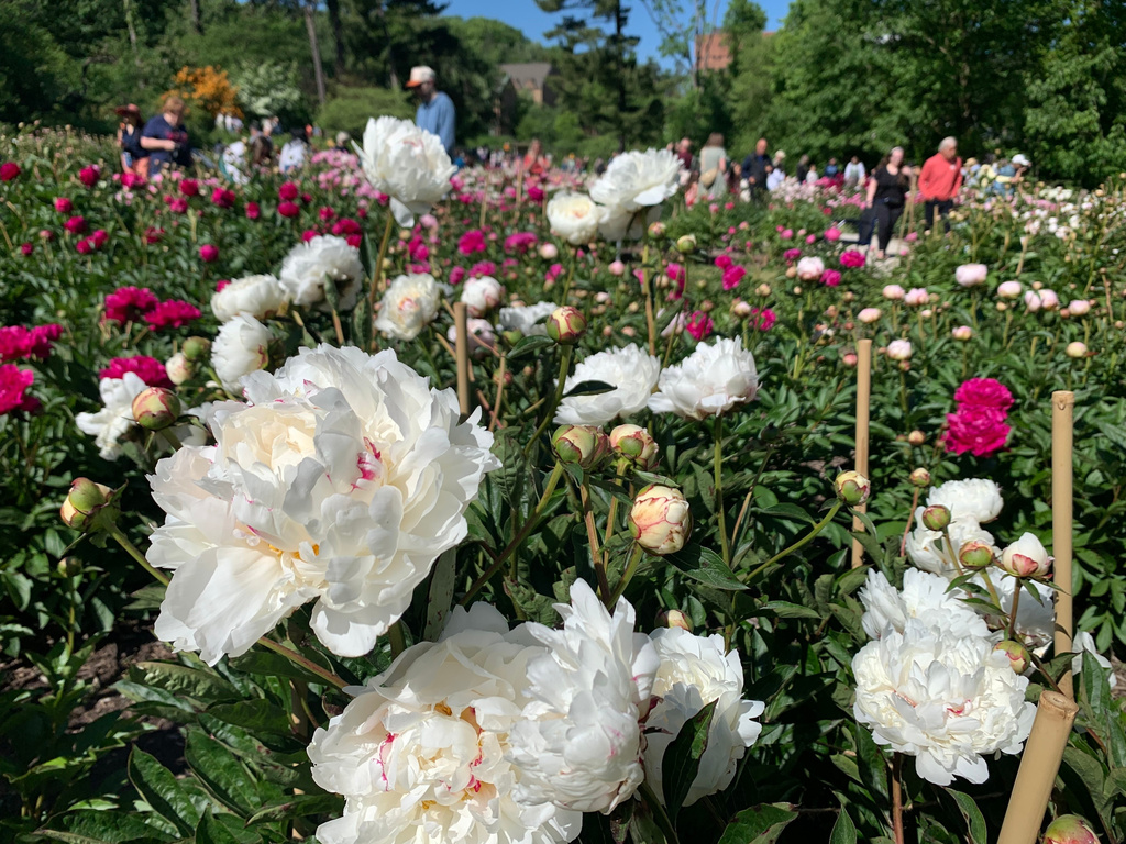 Tens of thousands are making annual peony pilgrimage to University of Michigan’s garden