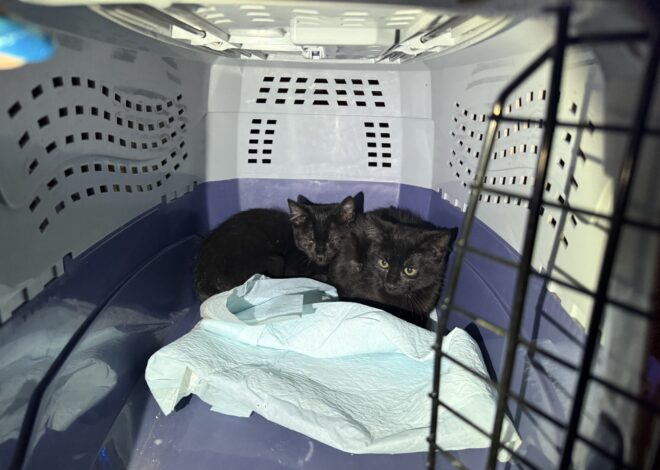 Aurora firefighters rescue 6 kittens from house fire that sent 1 person to hospital for treatment