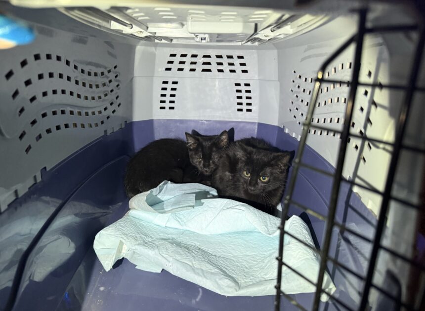 Aurora firefighters rescue 6 kittens from house fire that sent 1 person to hospital for treatment