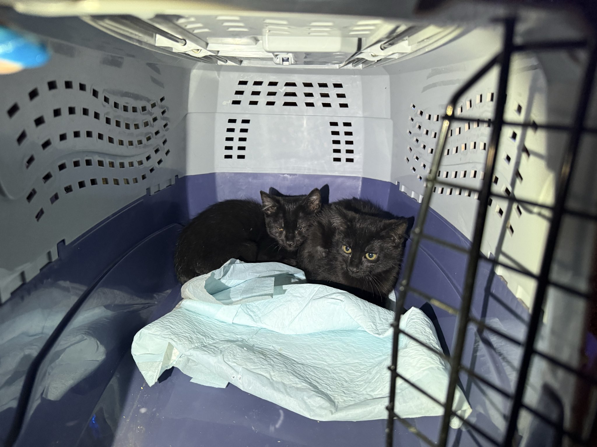 Aurora firefighters rescue 6 kittens from house fire that sent 1 person to hospital for treatment