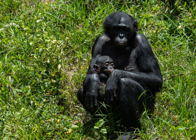 Get a load of this: Humans and great apes share similar giggles