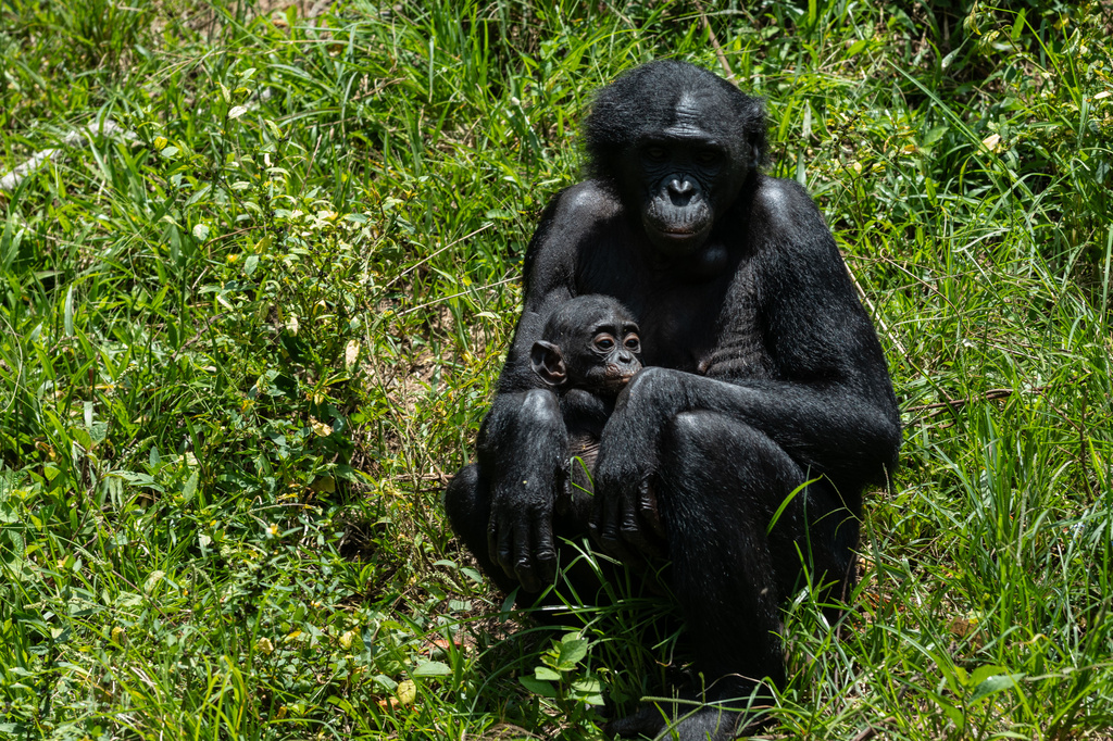 Get a load of this: Humans and great apes share similar giggles