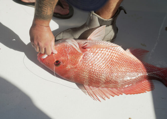 Fishermen prepared for the longest red snapper season in recent memory. A court order stopped it