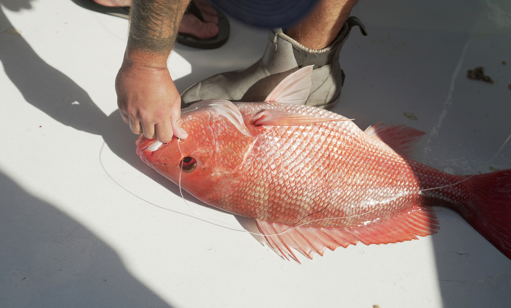 Fishermen prepared for the longest red snapper season in recent memory. A court order stopped it
