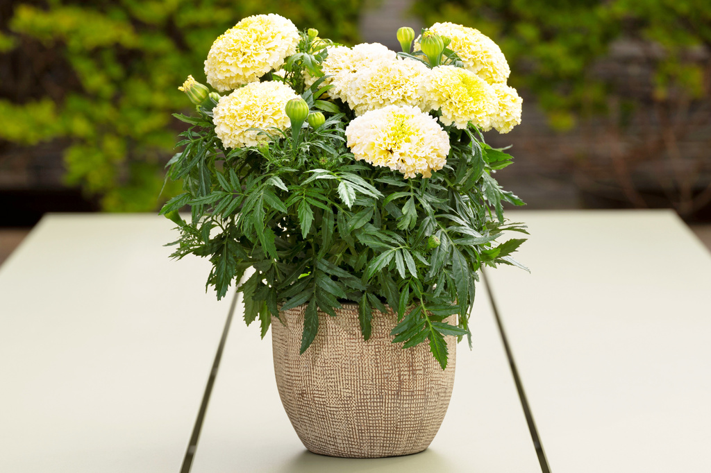 Flower gardens endure hot, dry summers better if you choose these plants