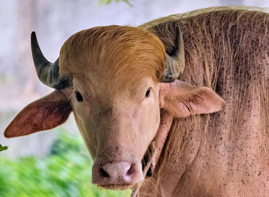Buffalo named Donald Trump for his golden locks is a sensation at a Bangladesh zoo