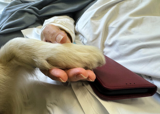 A cancer patient’s cats inspired a push for pets in hospice wards