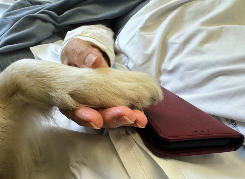 A cancer patient’s cats inspired a push for pets in hospice wards