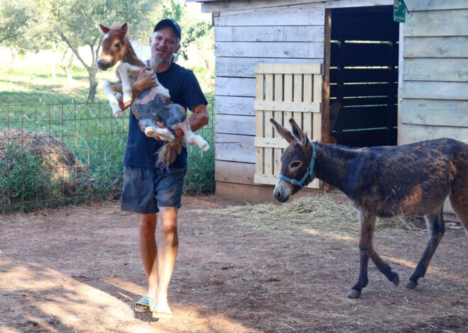 A month-old pony moves to a 4th-floor apartment in Croatia. Neighbors don’t mind