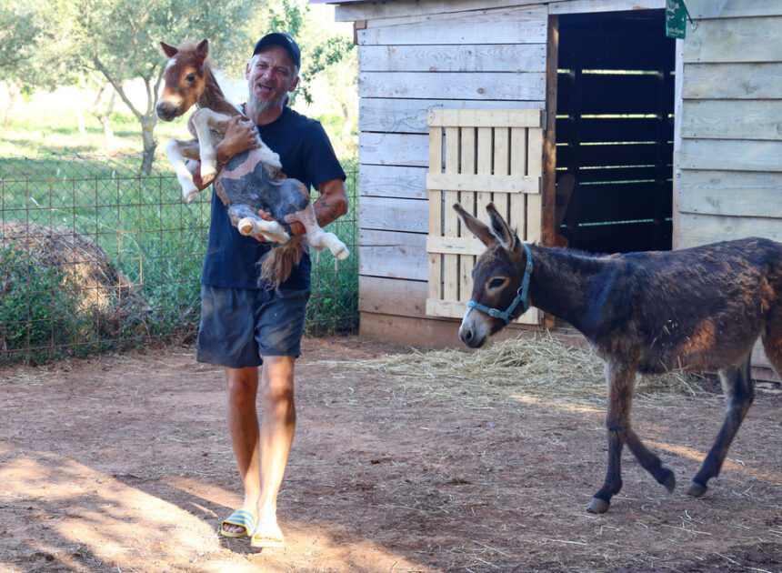 A month-old pony moves to a 4th-floor apartment in Croatia. Neighbors don’t mind