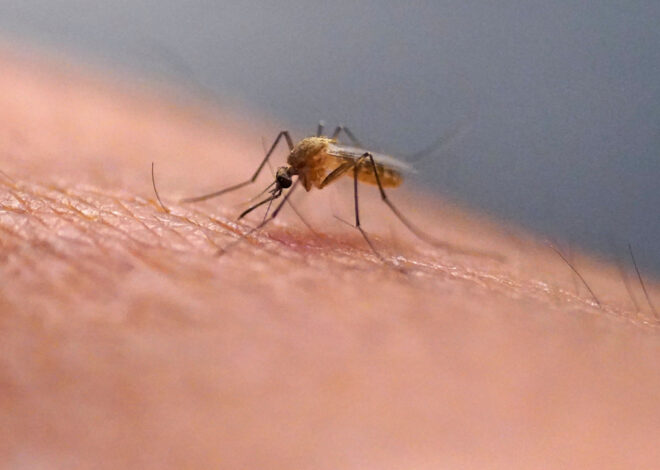 Scratching that bug bite might feel good at first but science explains why it’s a bad idea