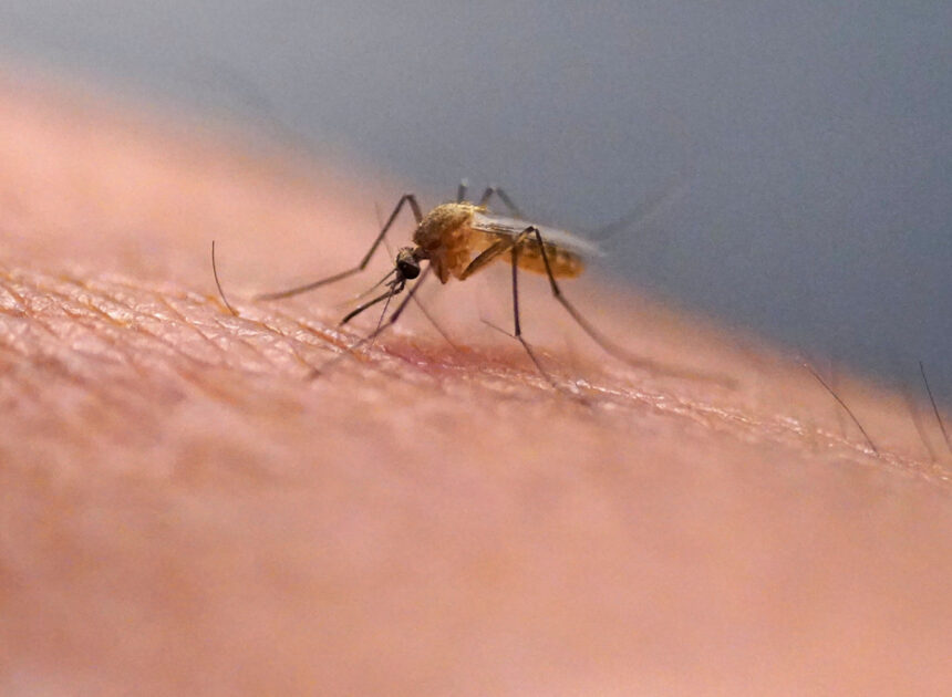 Scratching that bug bite might feel good at first but science explains why it’s a bad idea
