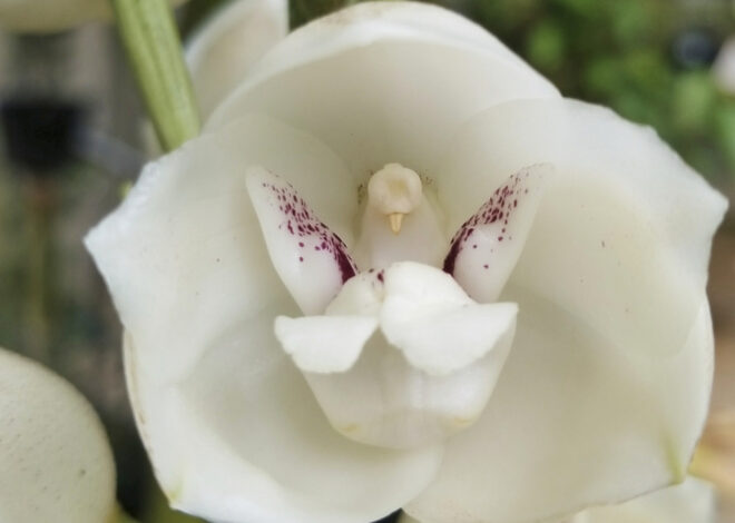 A gardener’s guide to 5 orchids that mimic animals, insects and even a naked man