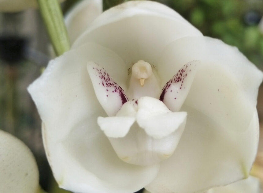 A gardener’s guide to 5 orchids that mimic animals, insects and even a naked man