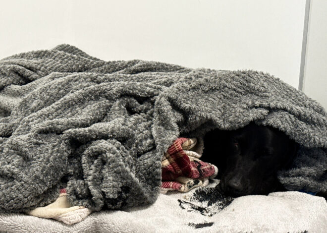 Grateful dog owner describes mountain rescue after canine apparently ingests cannabis