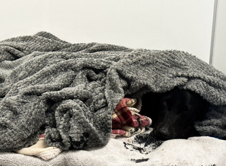 Grateful dog owner describes mountain rescue after canine apparently ingests cannabis