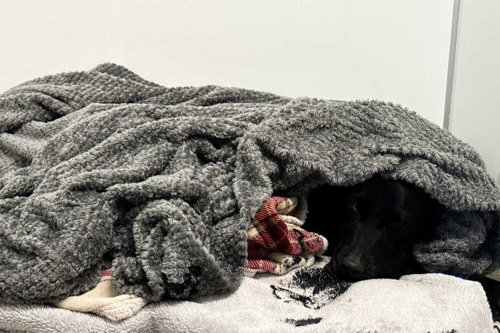 Grateful dog owner describes mountain rescue after canine apparently ingests cannabis