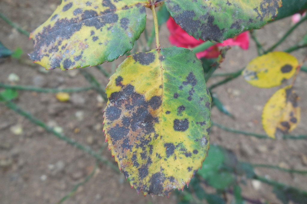 How to protect your roses from black spot disease