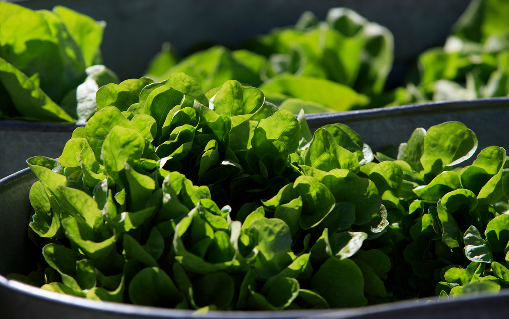 Between prices and a diarrhea-causing parasite, lettuce is causing hard times at some restaurants