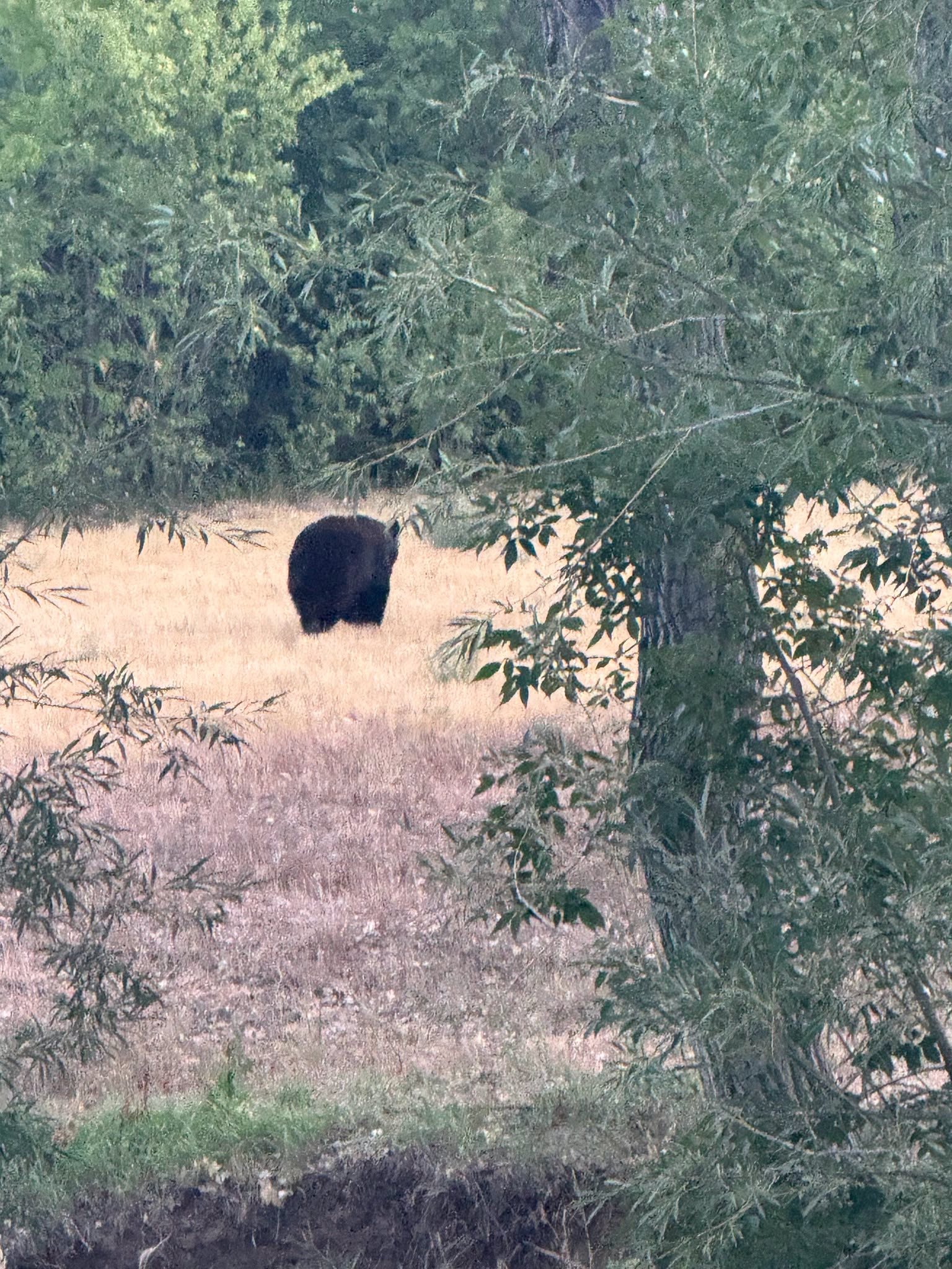 Bearly mid-summer, major ursa sightings are sky high in the metro area, but not in Aurora