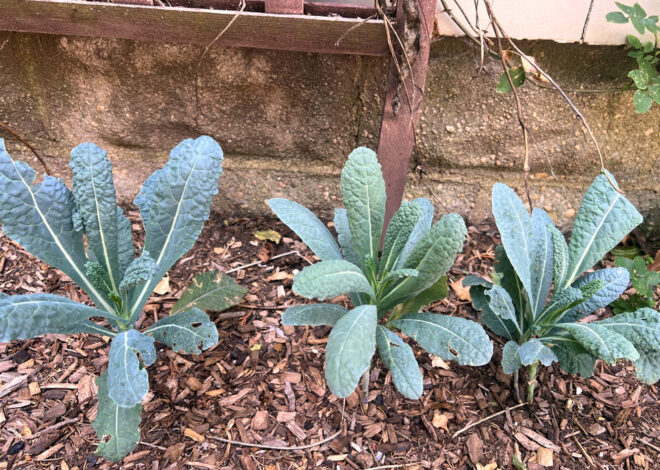 Who says a vegetable garden needs full sun? Some plants do well in shadier spots