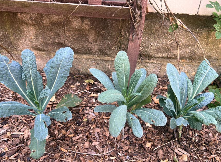 Who says a vegetable garden needs full sun? Some plants do well in shadier spots