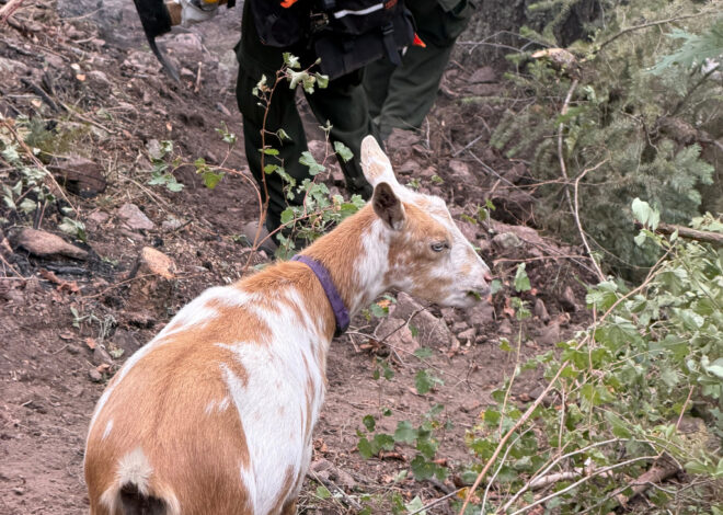 The GOAT: Hooved friend provides moral support to firefighters in southern Colorado