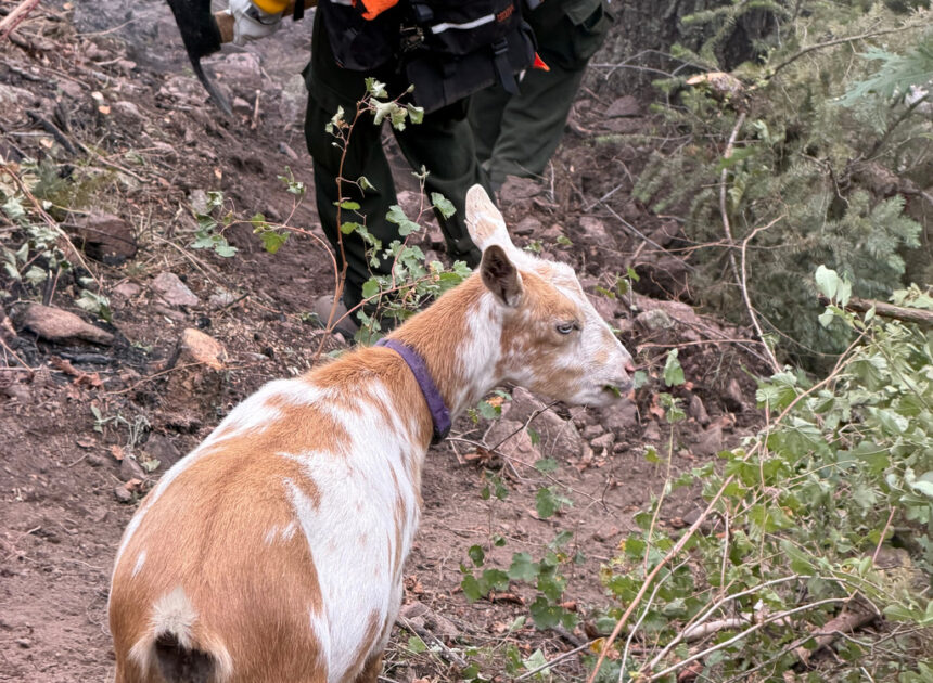 The GOAT: Hooved friend provides moral support to firefighters in southern Colorado
