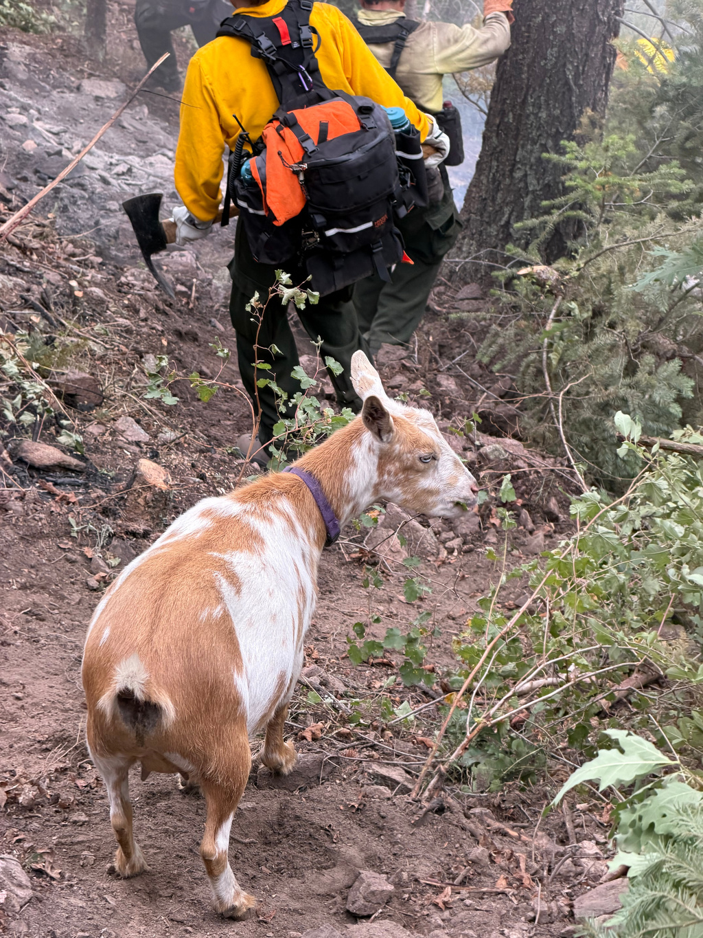 The GOAT: Hooved friend provides moral support to firefighters in southern Colorado