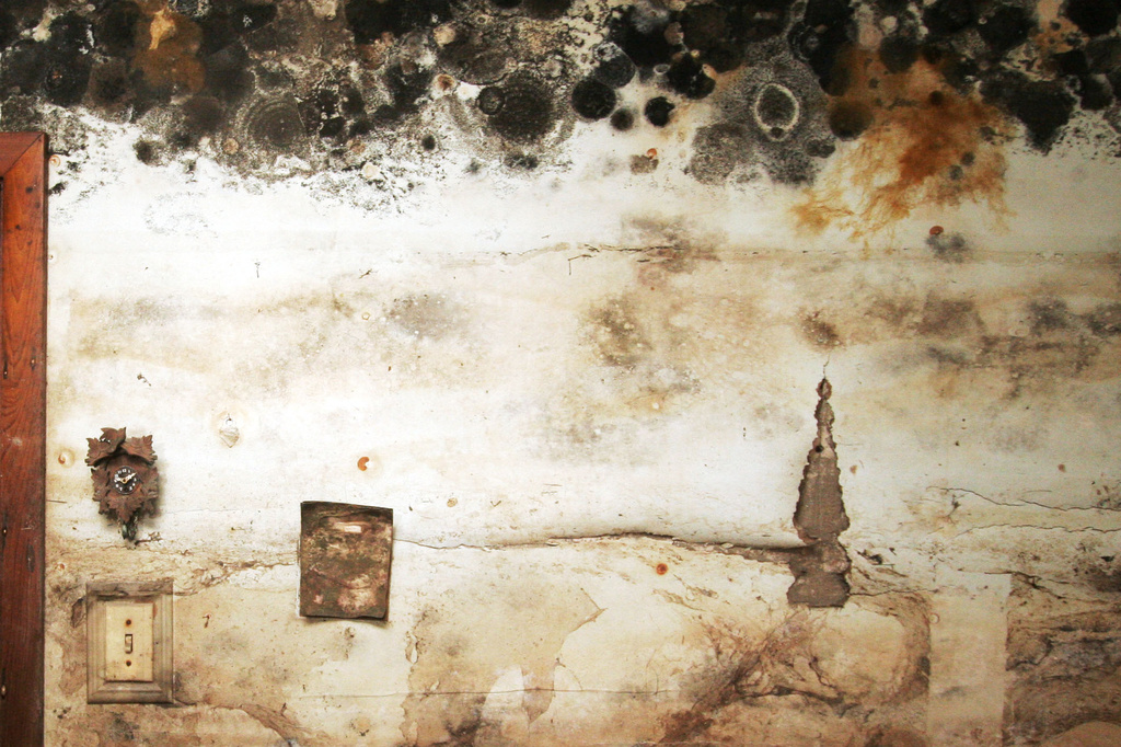 Study suggests the threat of mold-associated illnesses may be underappreciated