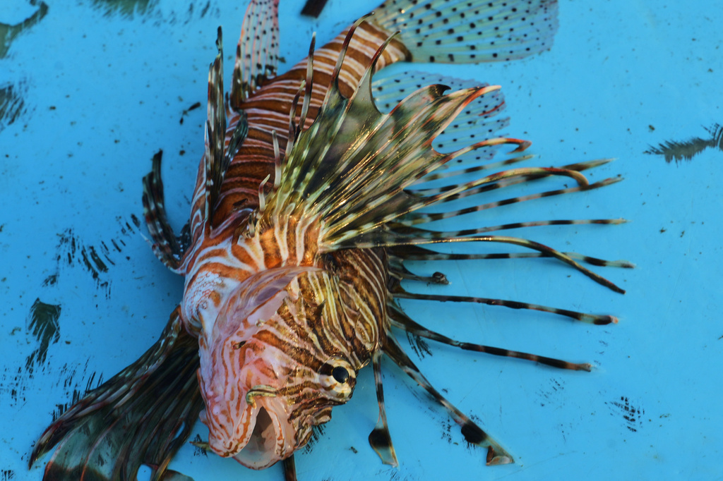 The Mediterranean’s warming waters are drawing hundreds of invasive species
