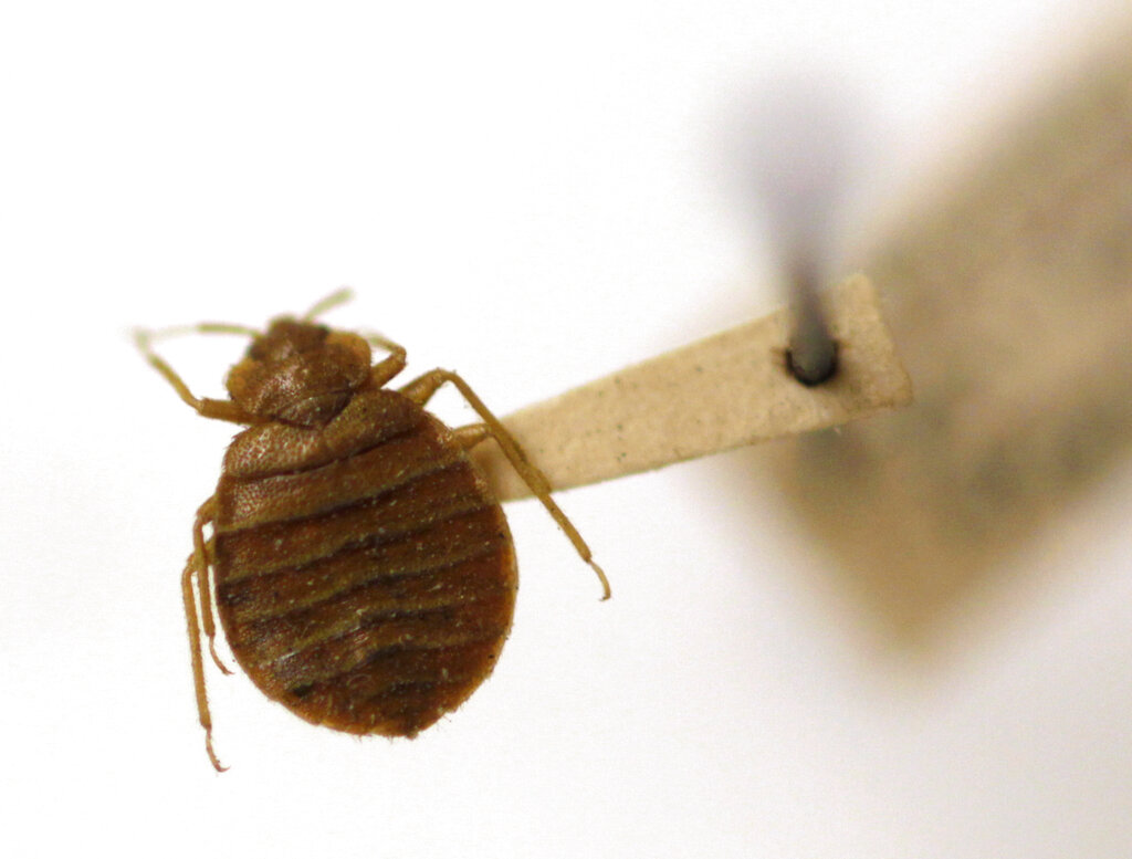 Bedbugs can cause people to lose sleep — and blood. Here’s what to do about them